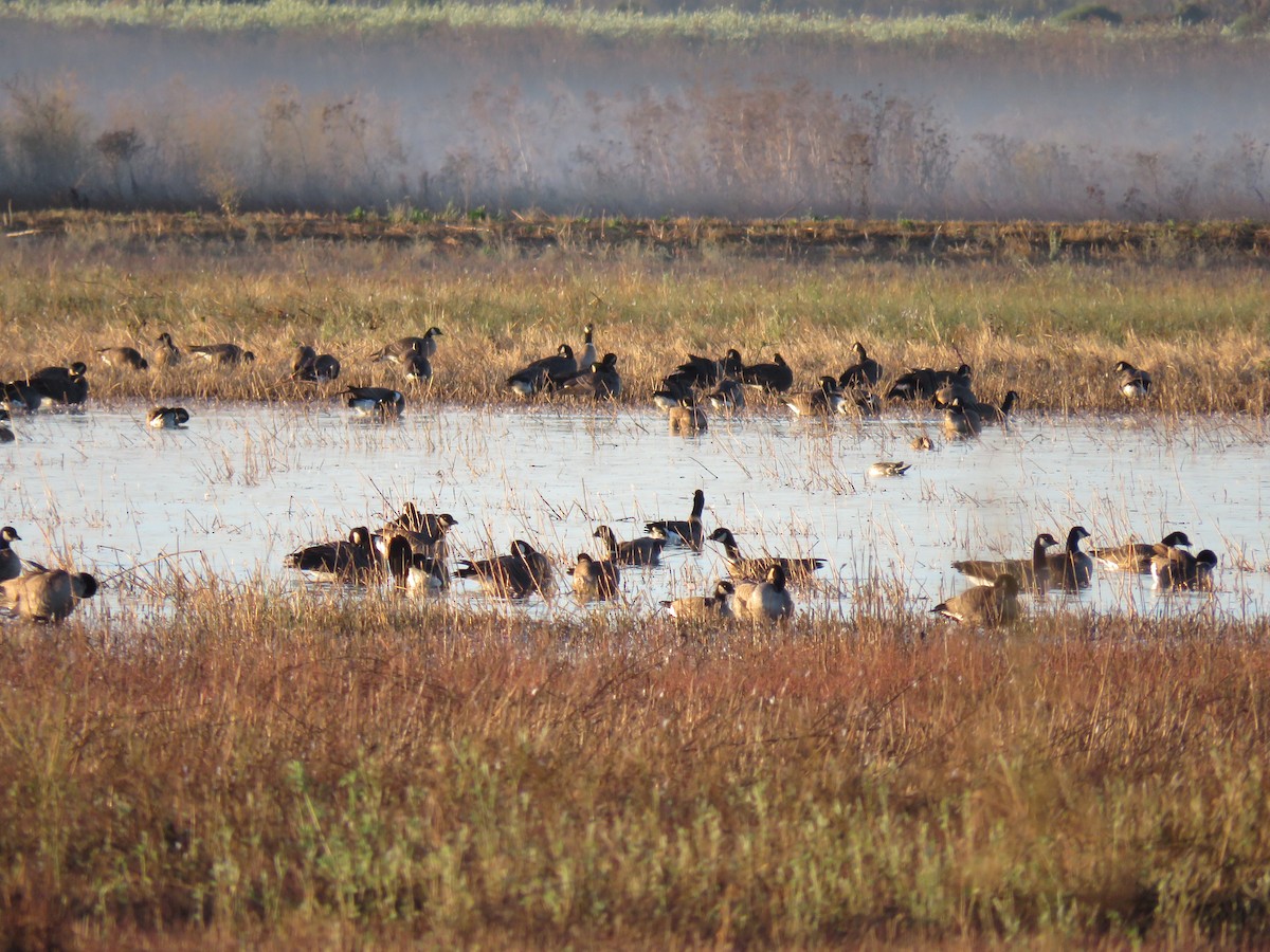 Cackling Goose - ML643460653