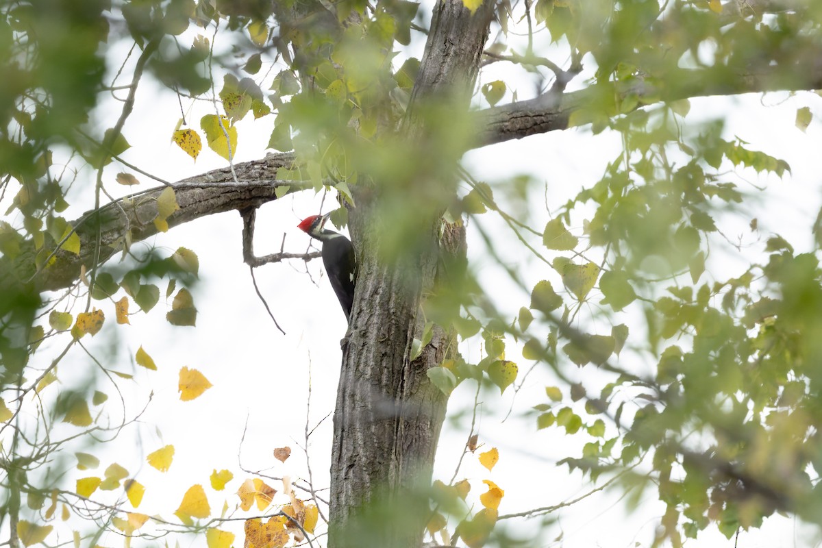 Pileated Woodpecker - ML643460655