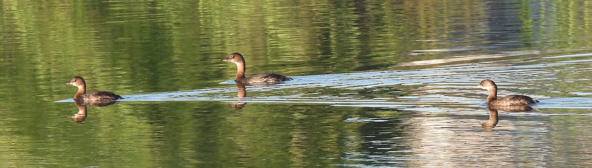 Pied-billed Grebe - ML643460657