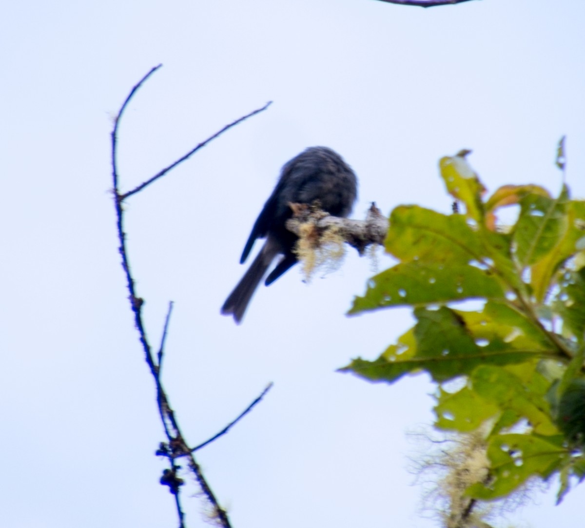 Smoke-colored Pewee - ML643460676