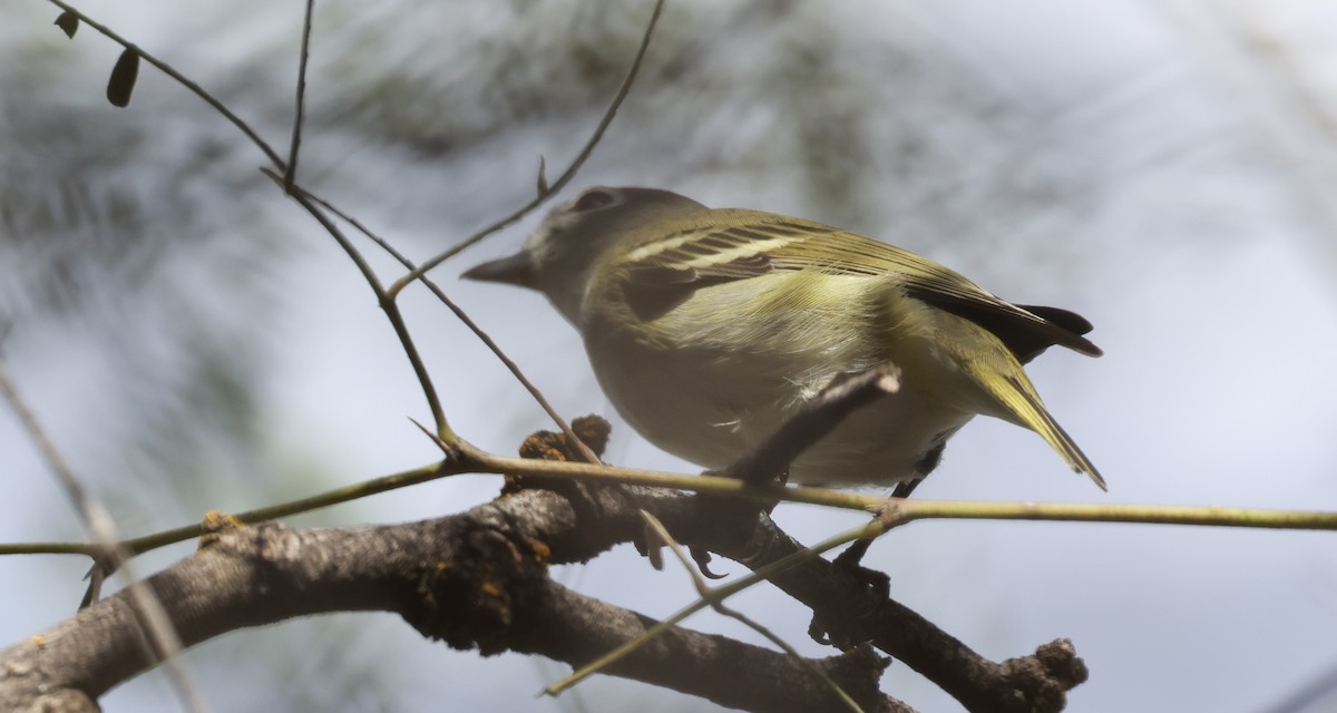 Cassin's Vireo - ML643460683