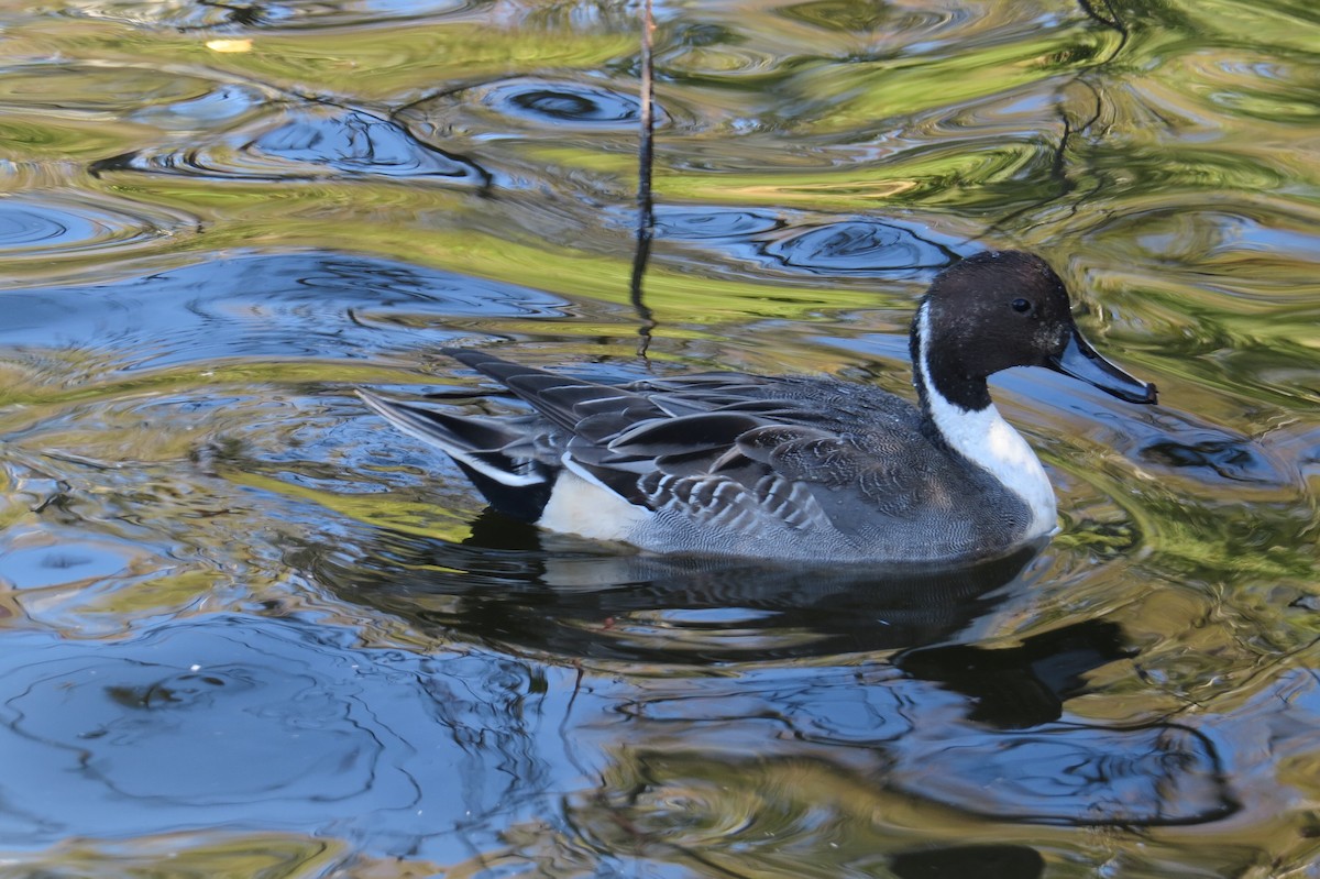 Northern Pintail - ML643460685