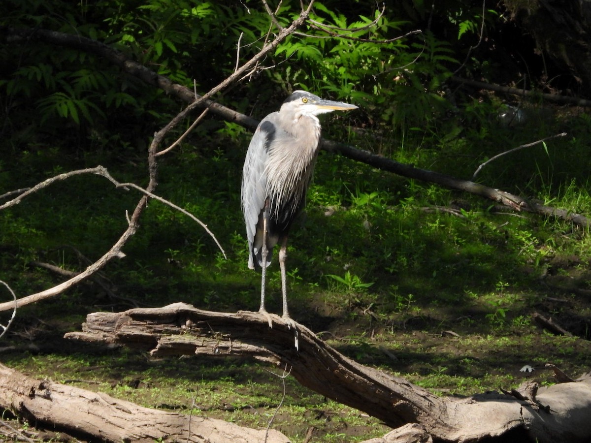 Great Blue Heron - ML643460698