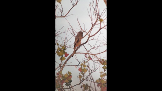 Loggerhead Shrike - ML643460700