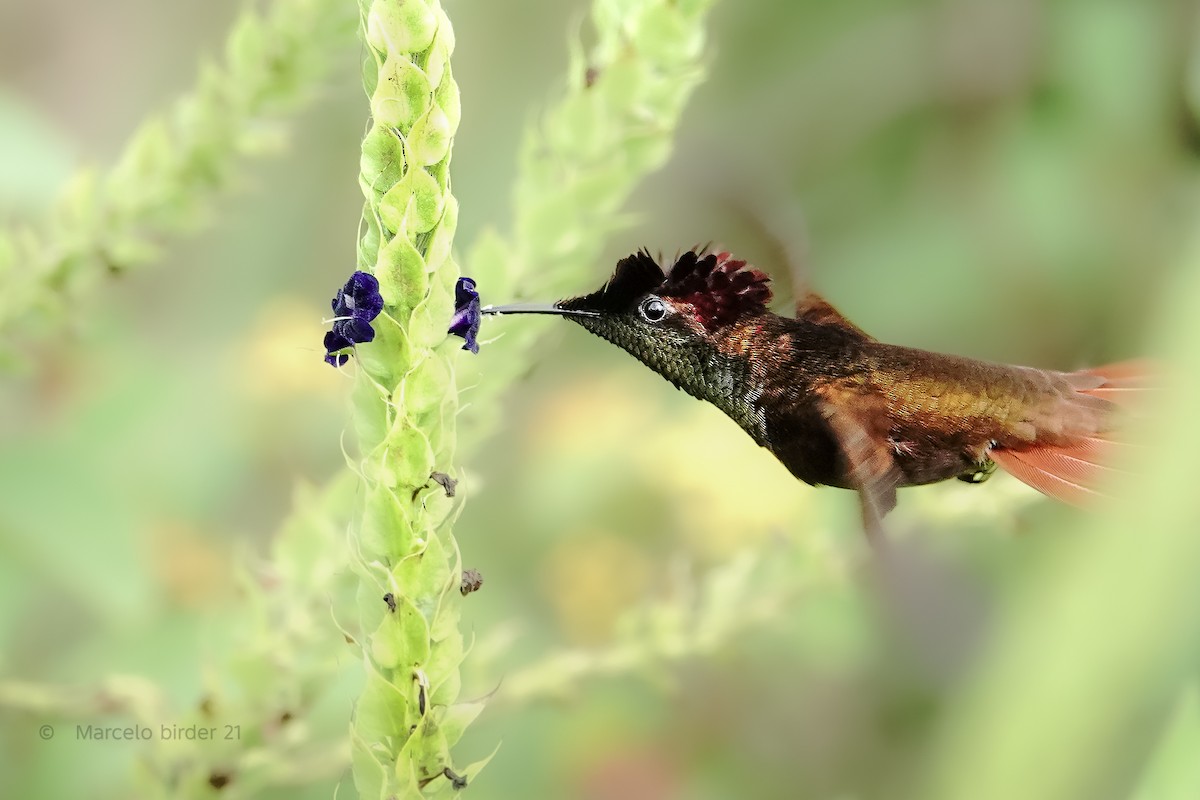 Ruby-topaz Hummingbird - ML643460724