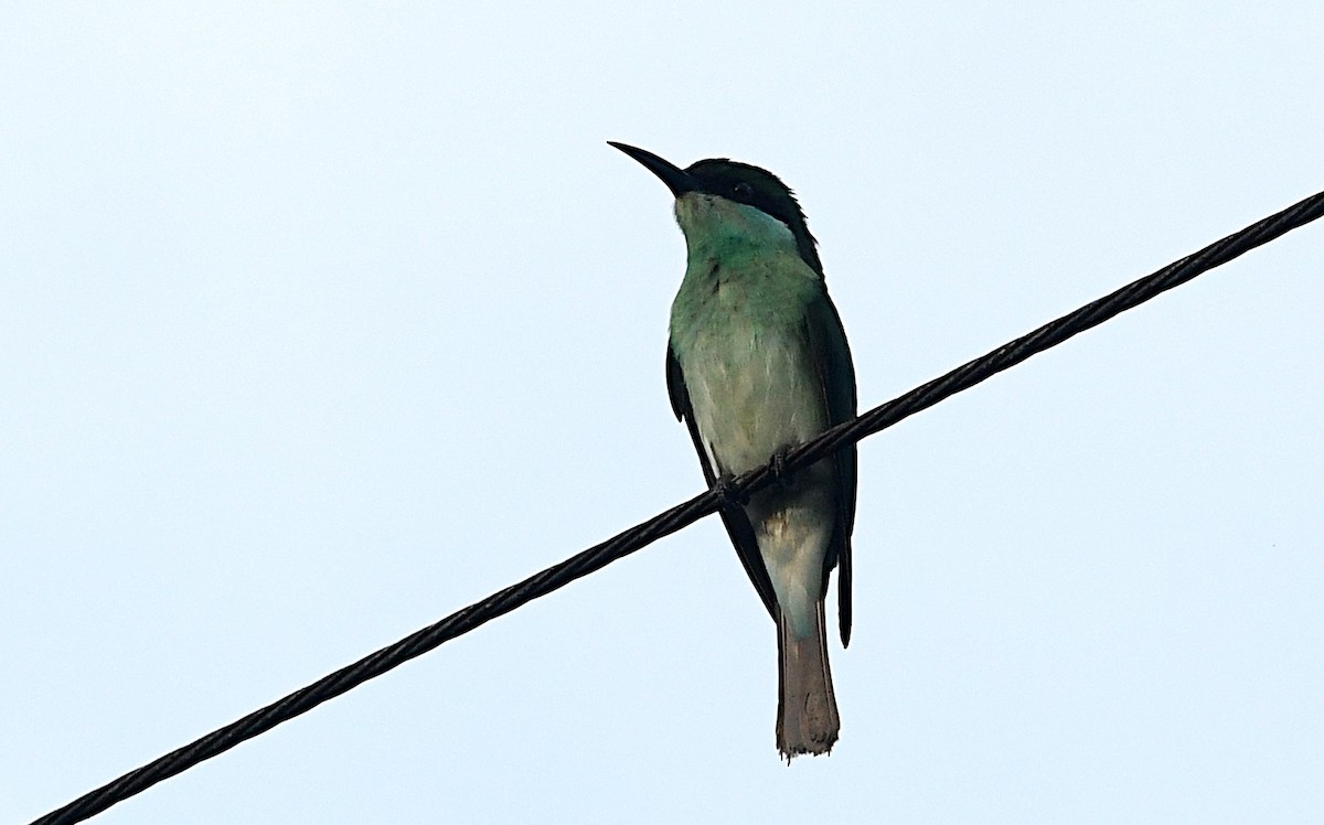 Blue-throated Bee-eater - ML643460728
