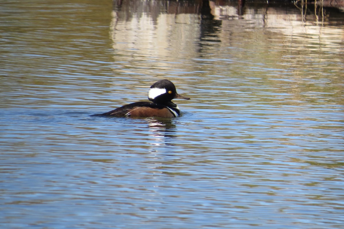 Hooded Merganser - ML643460729