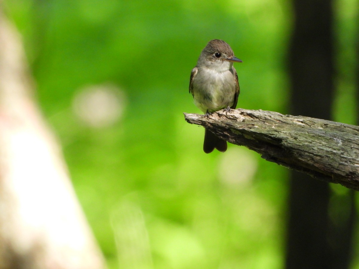 Eastern Wood-Pewee - ML643460730