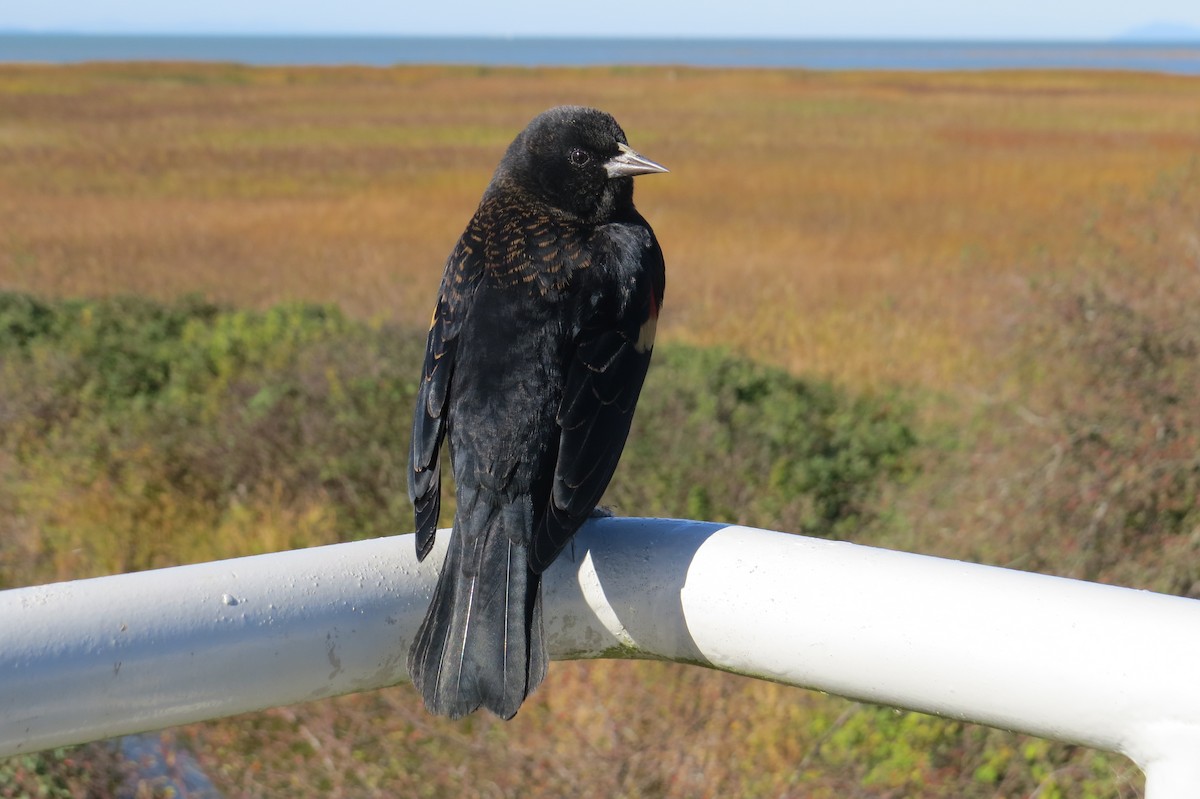 Red-winged Blackbird - ML643460734