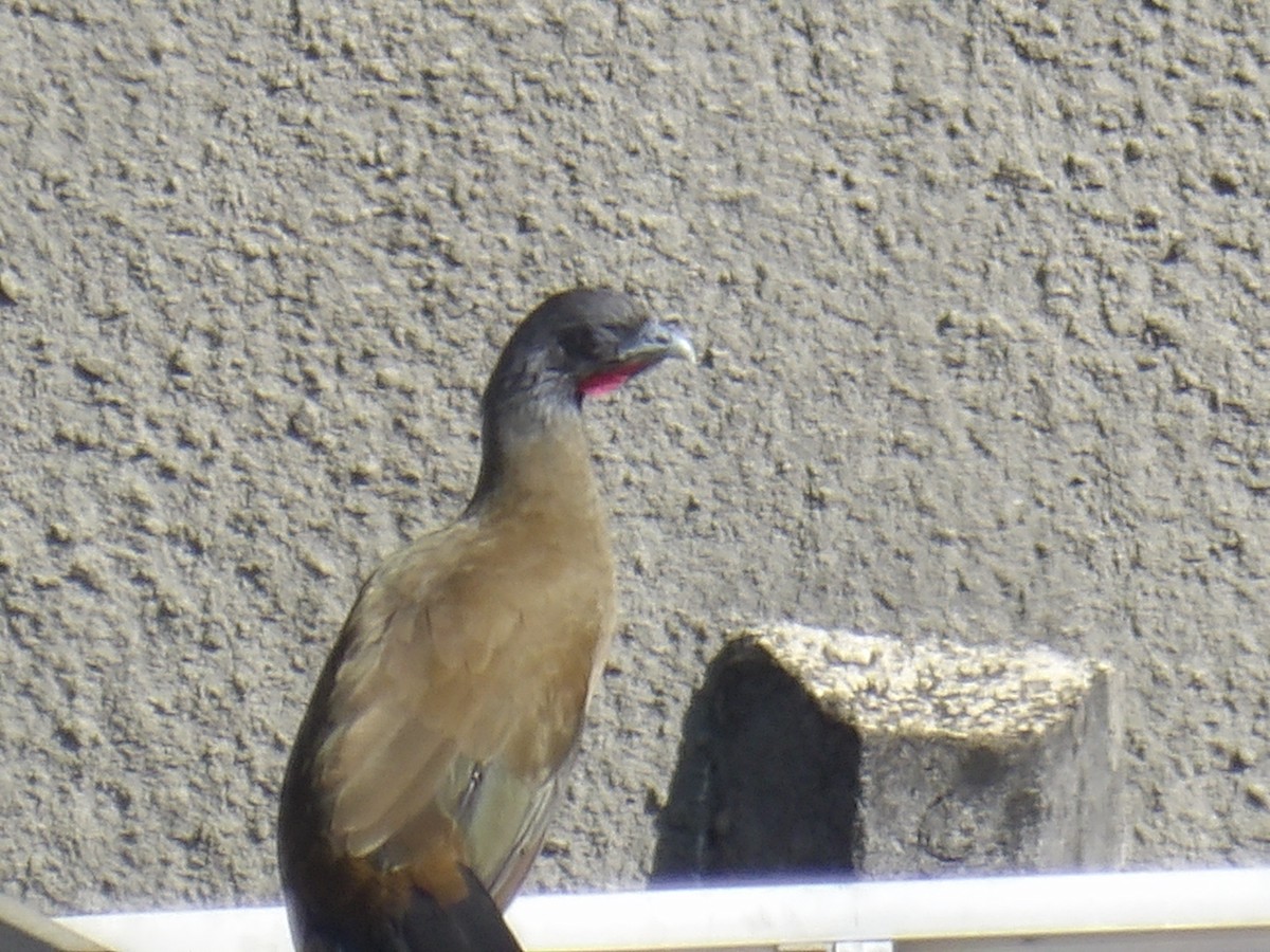 Rufous-vented Chachalaca (Rufous-tipped) - ML643460742