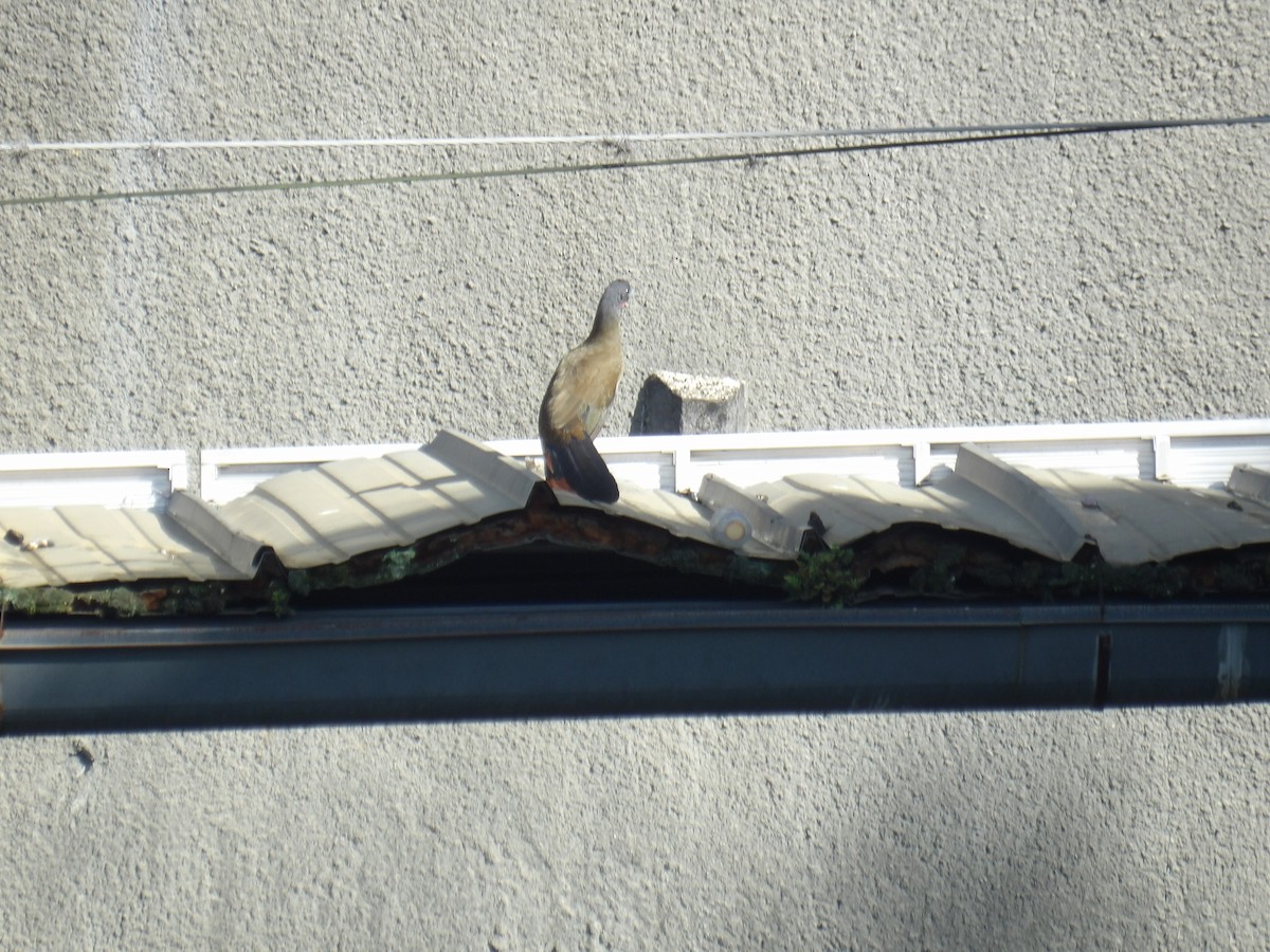 Rufous-vented Chachalaca (Rufous-tipped) - ML643460744