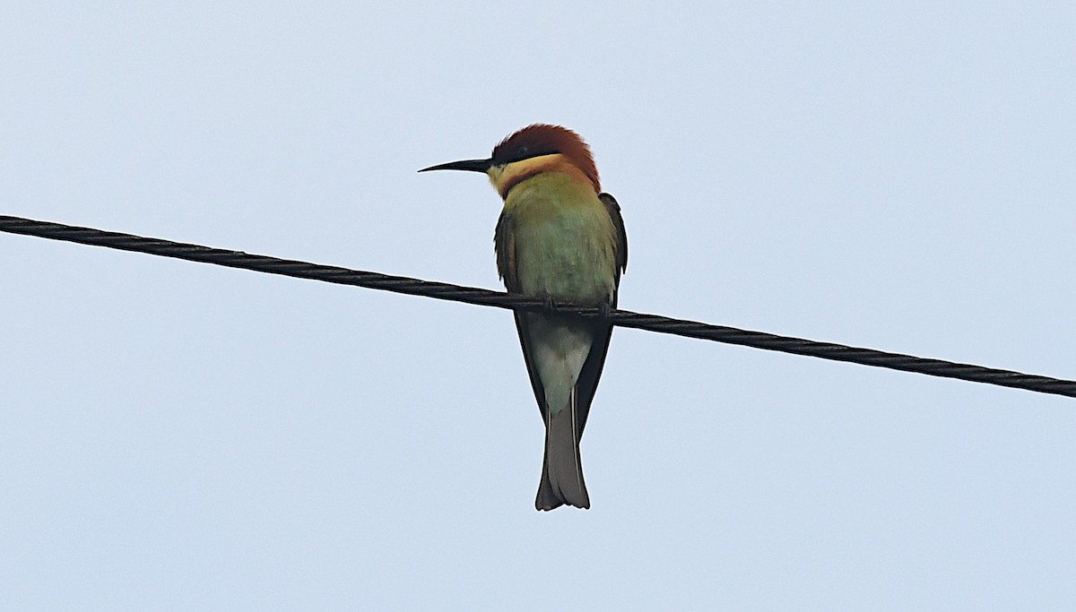 Chestnut-headed Bee-eater - ML643460750