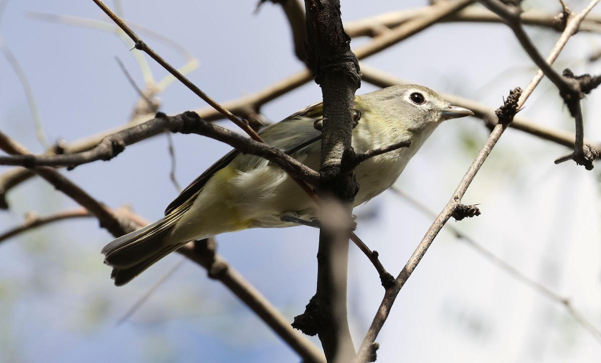 Cassin's Vireo - ML643460758