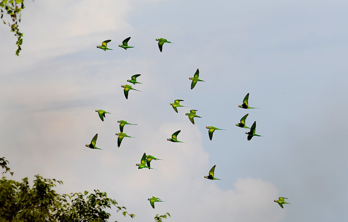 Red-breasted Parakeet - ML643460759