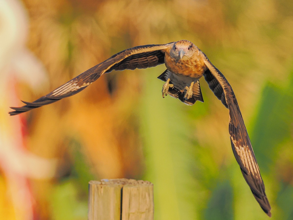 Yellow-headed Caracara - ML643460762