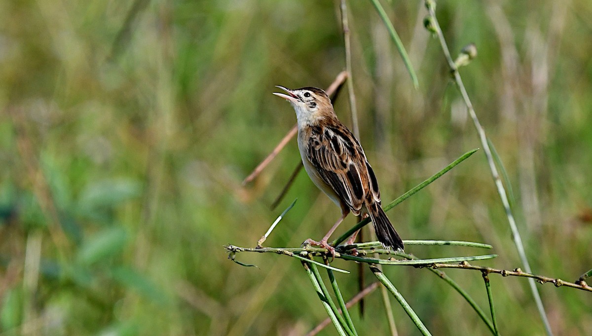 Zitting Cisticola - ML643460772