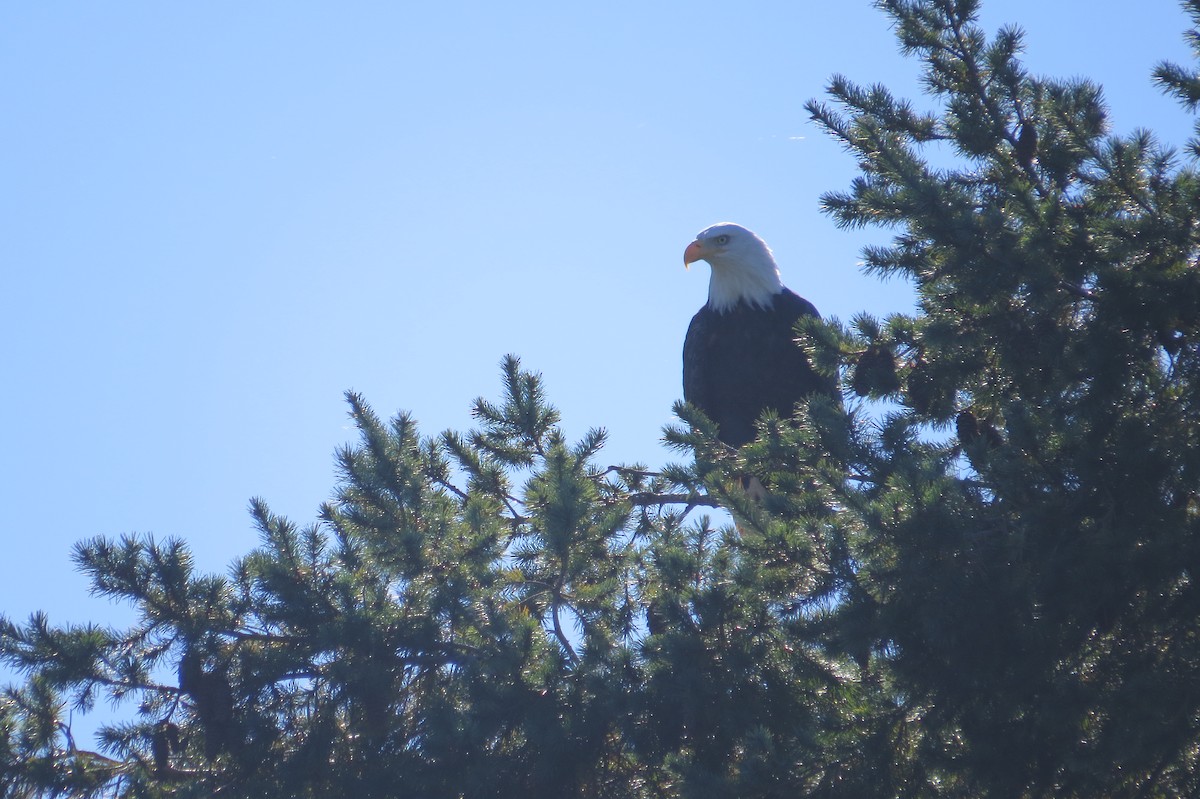 Bald Eagle - ML643460773