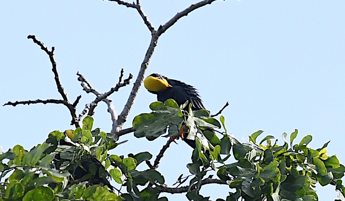 Golden-crested Myna - ML643460778