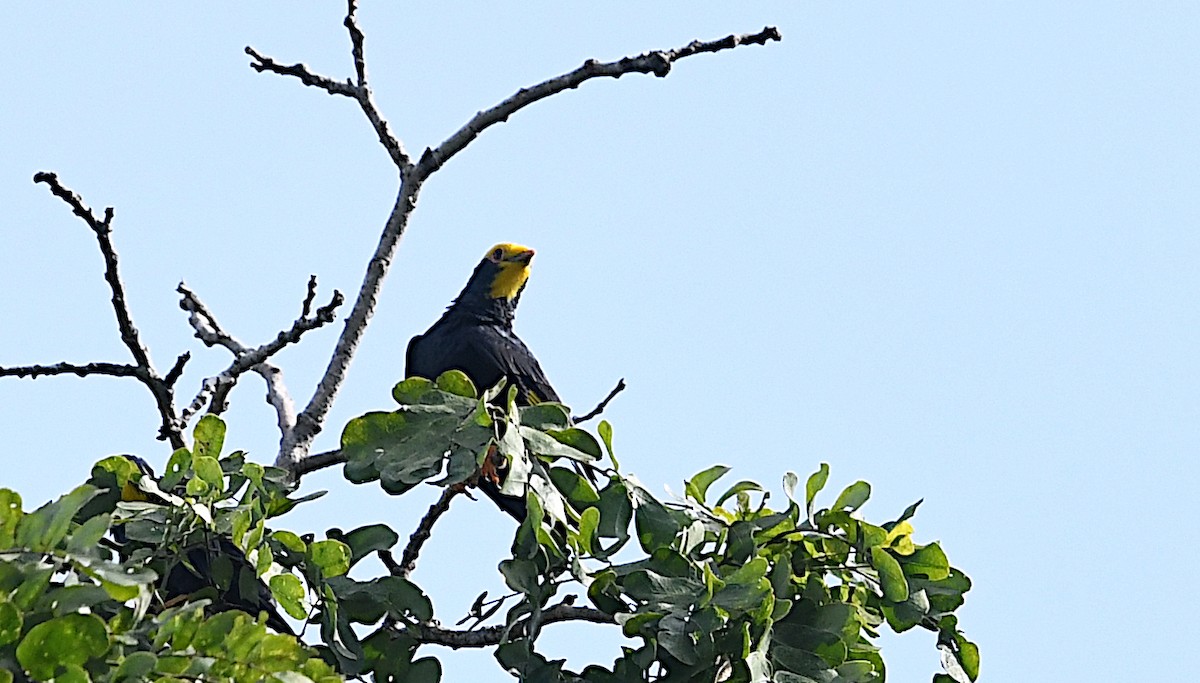 Golden-crested Myna - ML643460779