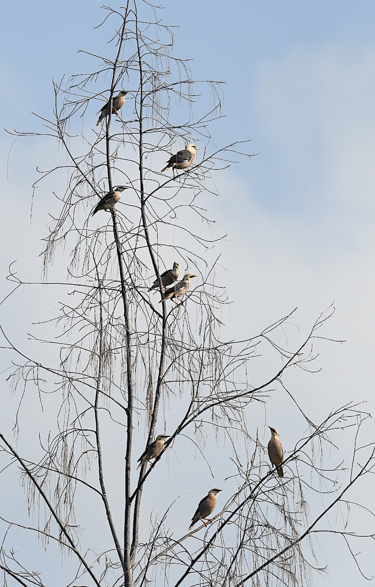 Vinous-breasted Myna - ML643460792