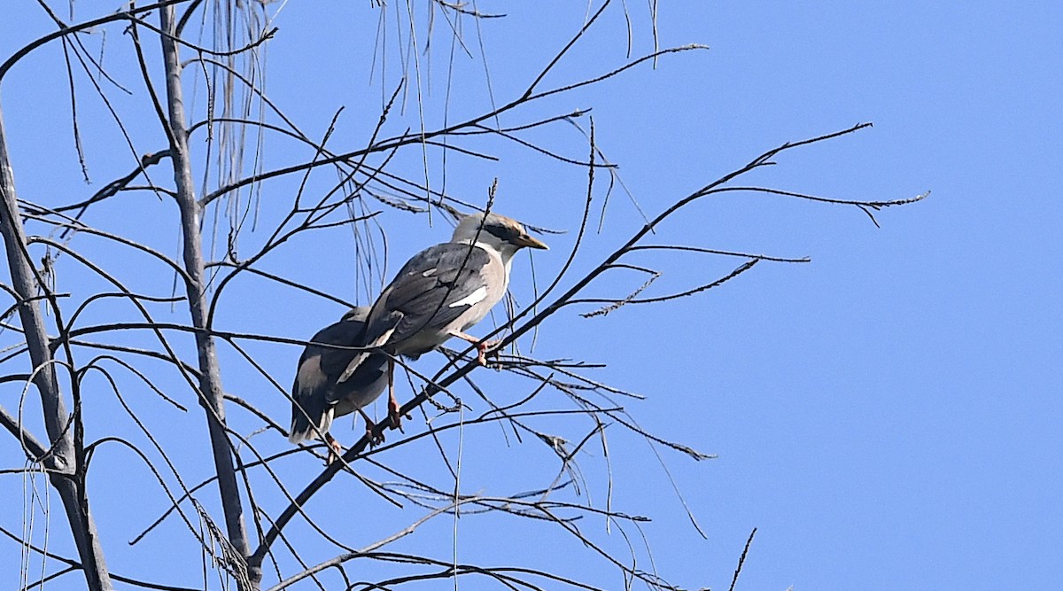 Vinous-breasted Myna - ML643460810
