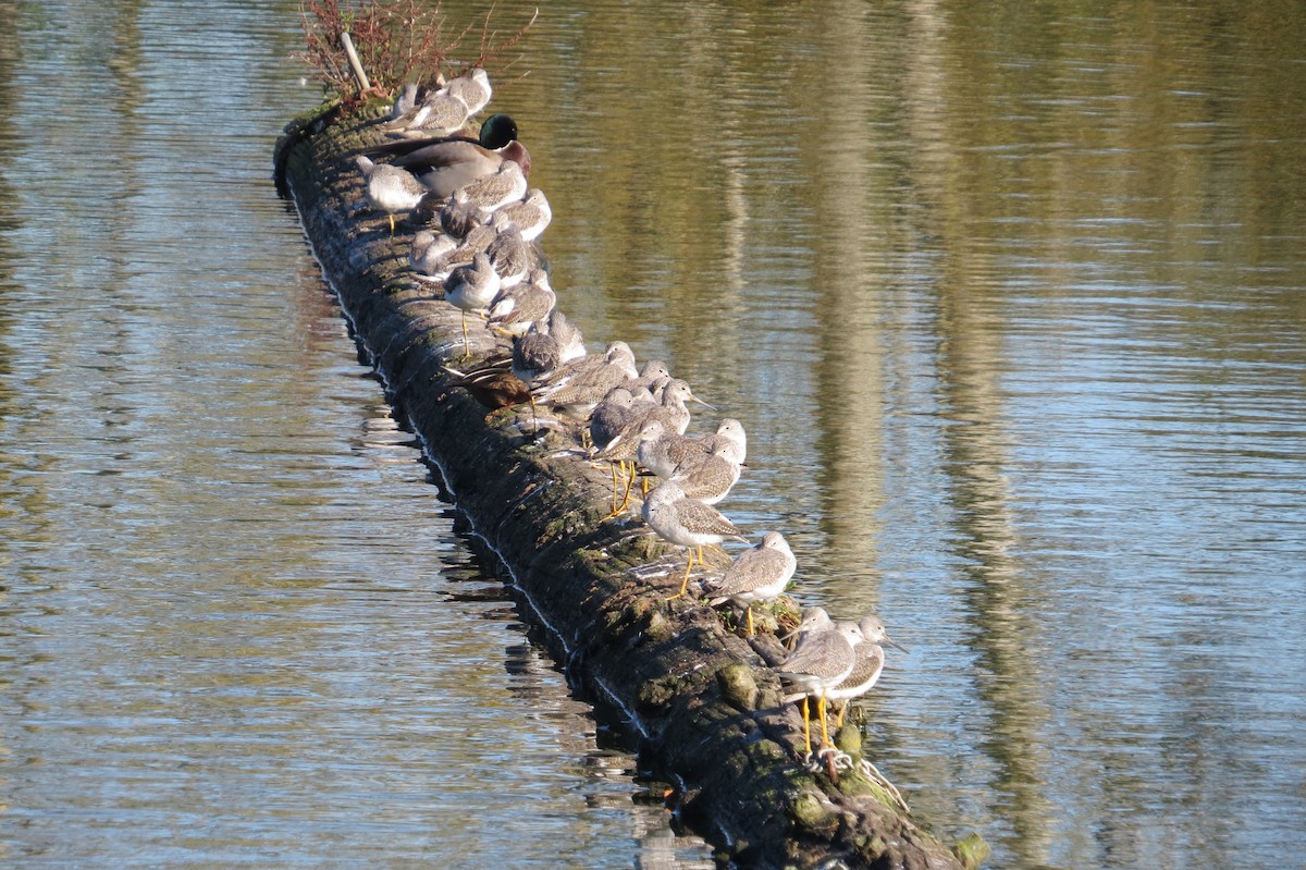 Greater Yellowlegs - ML643460812