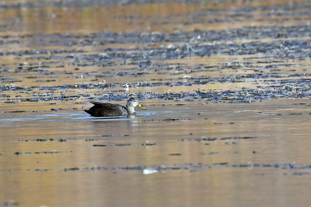 kachna tmavá - ML643460823