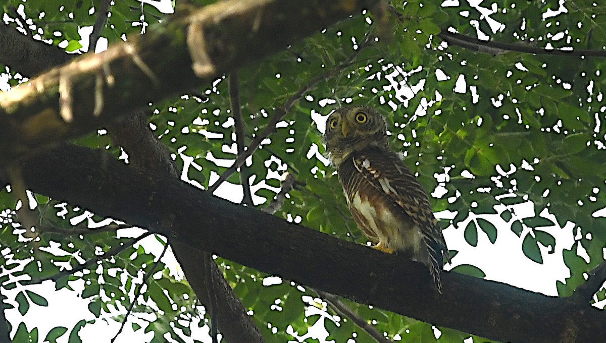 Asian Barred Owlet - ML643460838