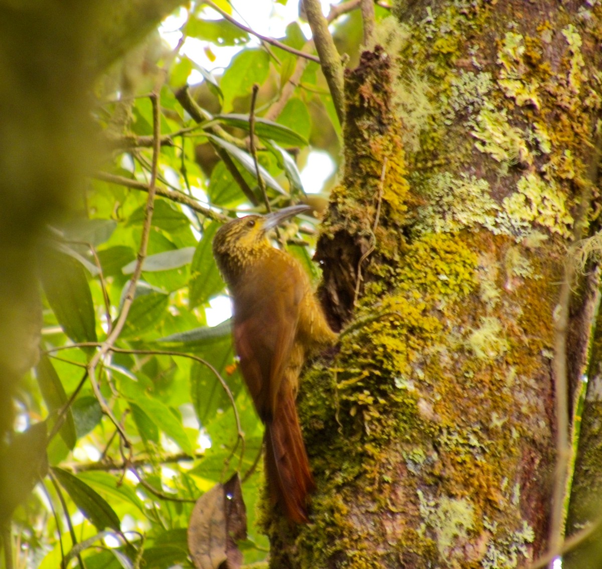 Strong-billed Woodcreeper - ML643460843