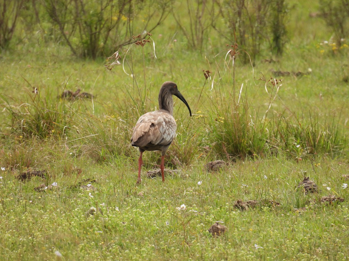 Plumbeous Ibis - ML643460846