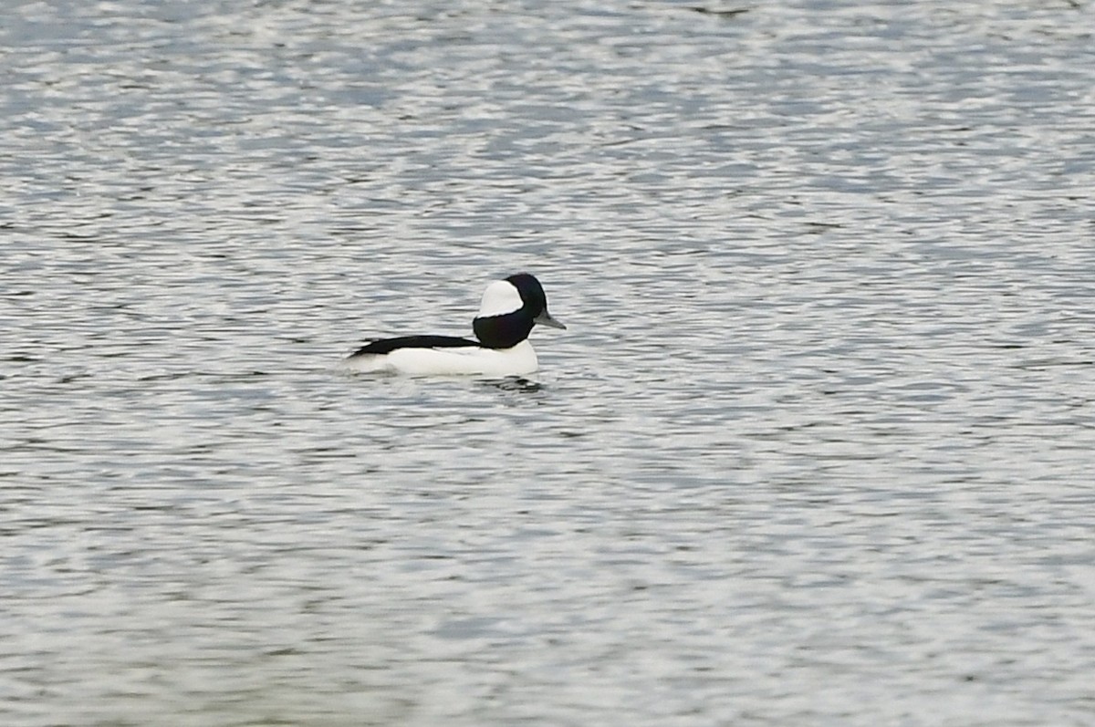Murgilari buruzuria - ML643460847