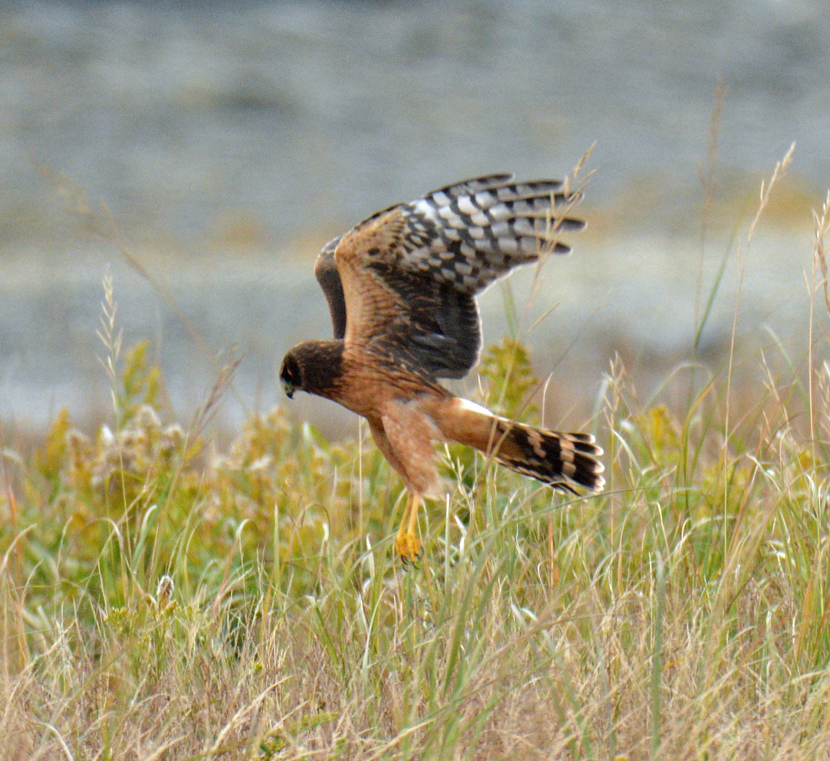 Northern Harrier - ML643460853