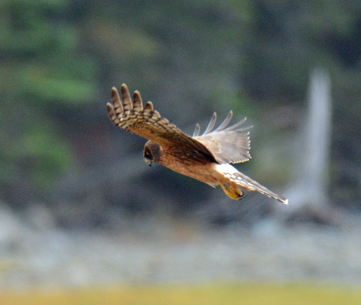 Northern Harrier - ML643460854