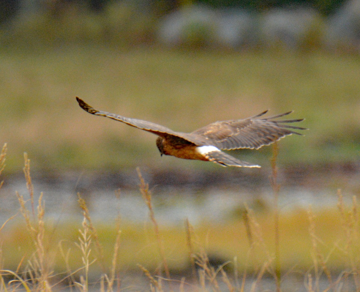Northern Harrier - ML643460855