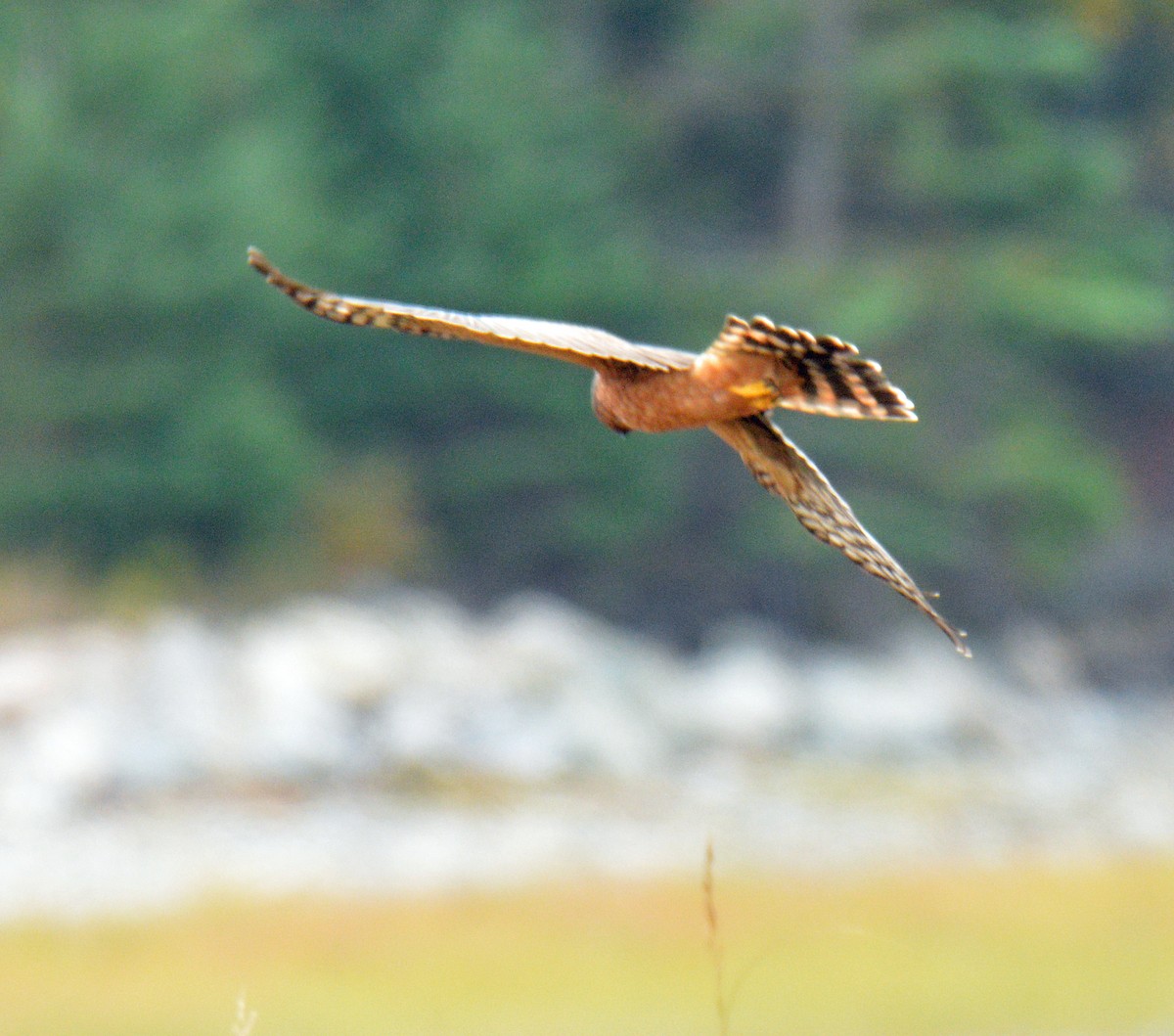 Northern Harrier - ML643460856