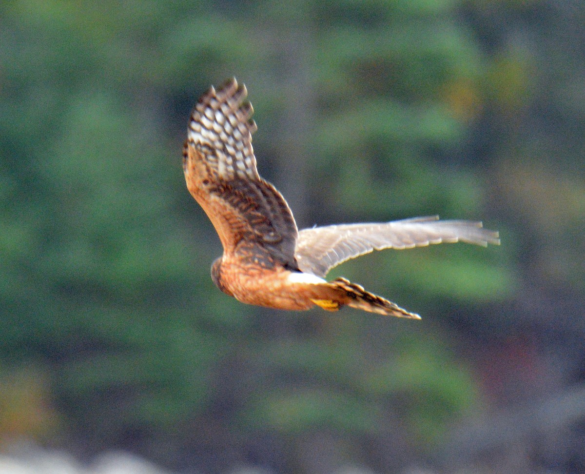 Northern Harrier - ML643460857