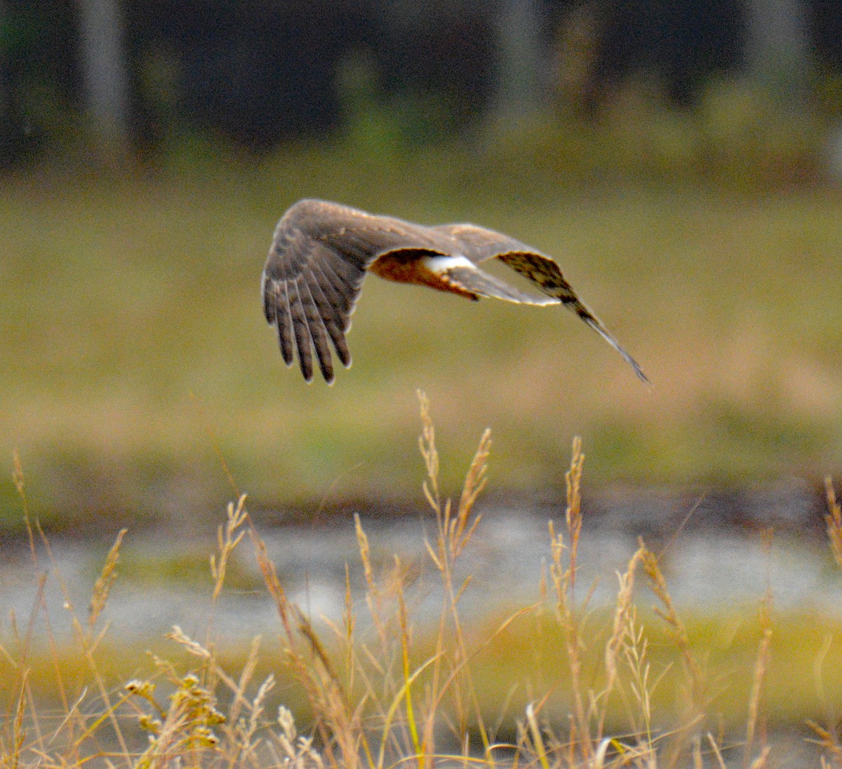 Northern Harrier - ML643460858