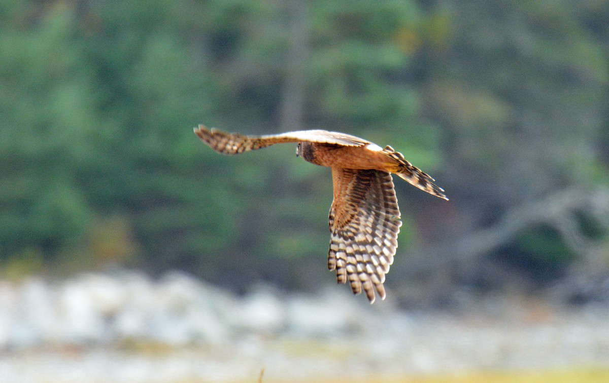 Northern Harrier - ML643460859