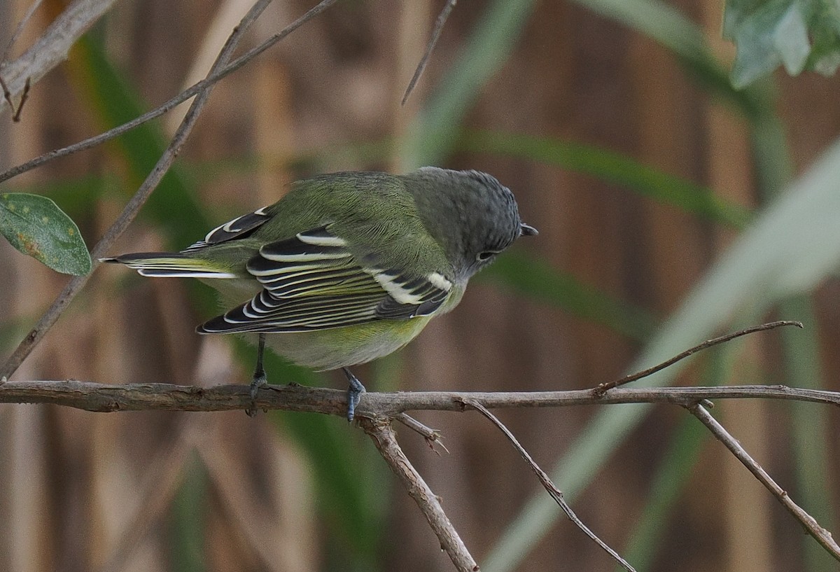 Blue-headed Vireo - ML643460861