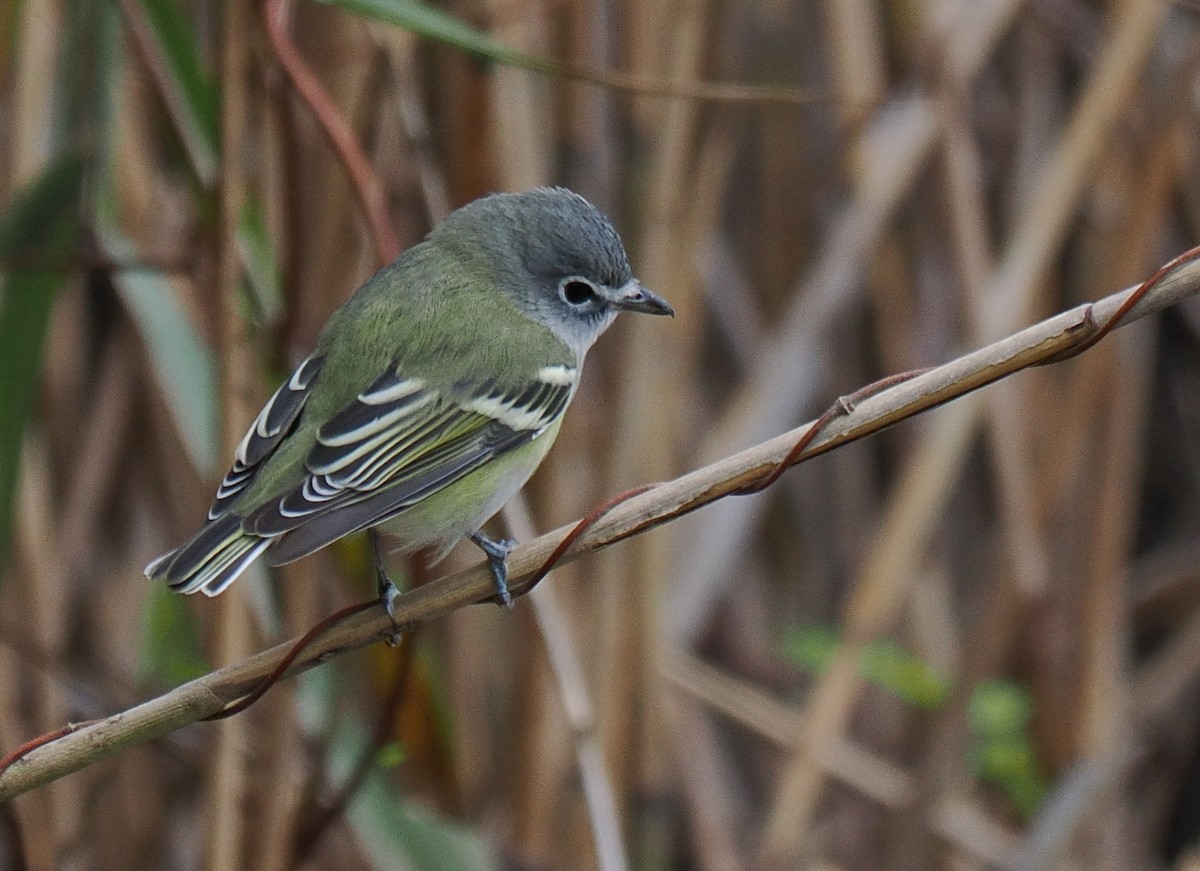 Blue-headed Vireo - ML643460862