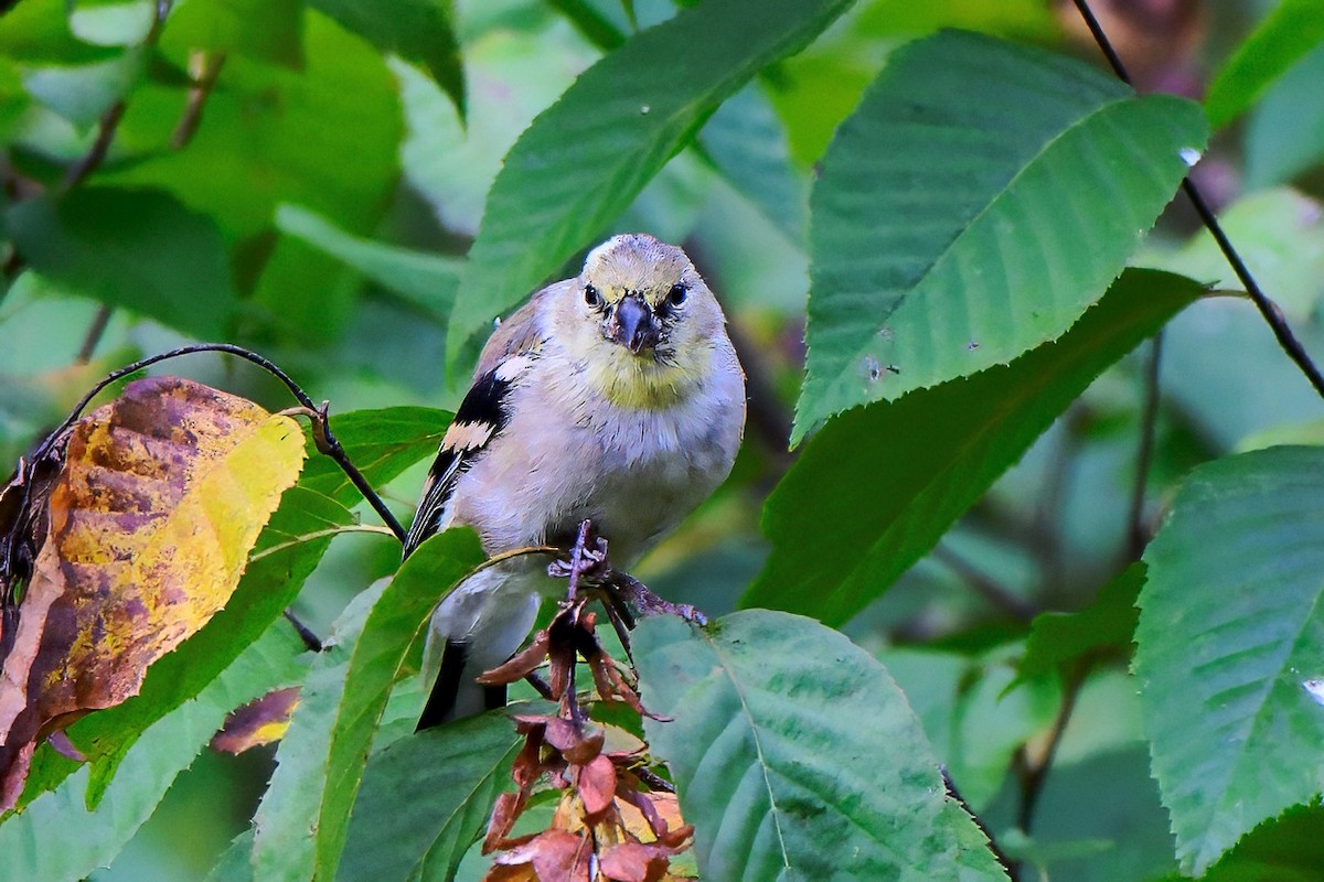 American Goldfinch - ML643460864