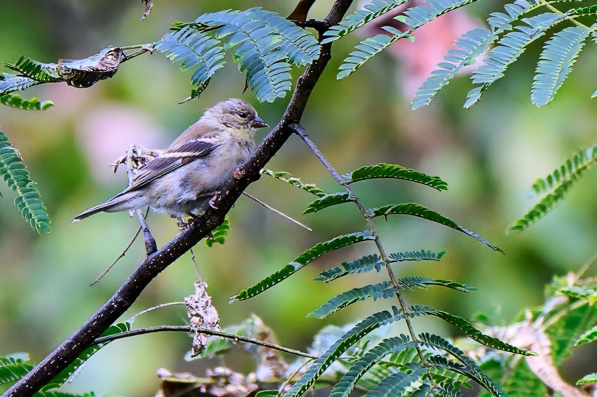 American Goldfinch - ML643460865