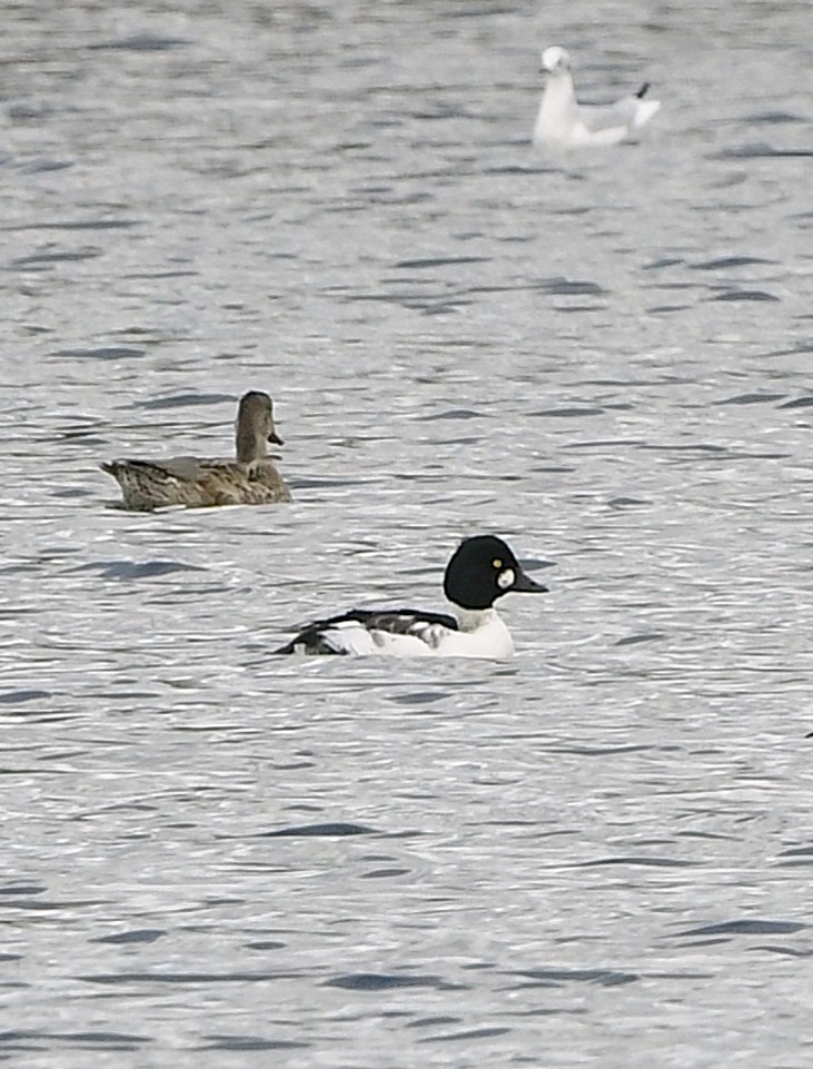 Common Goldeneye - ML643460873