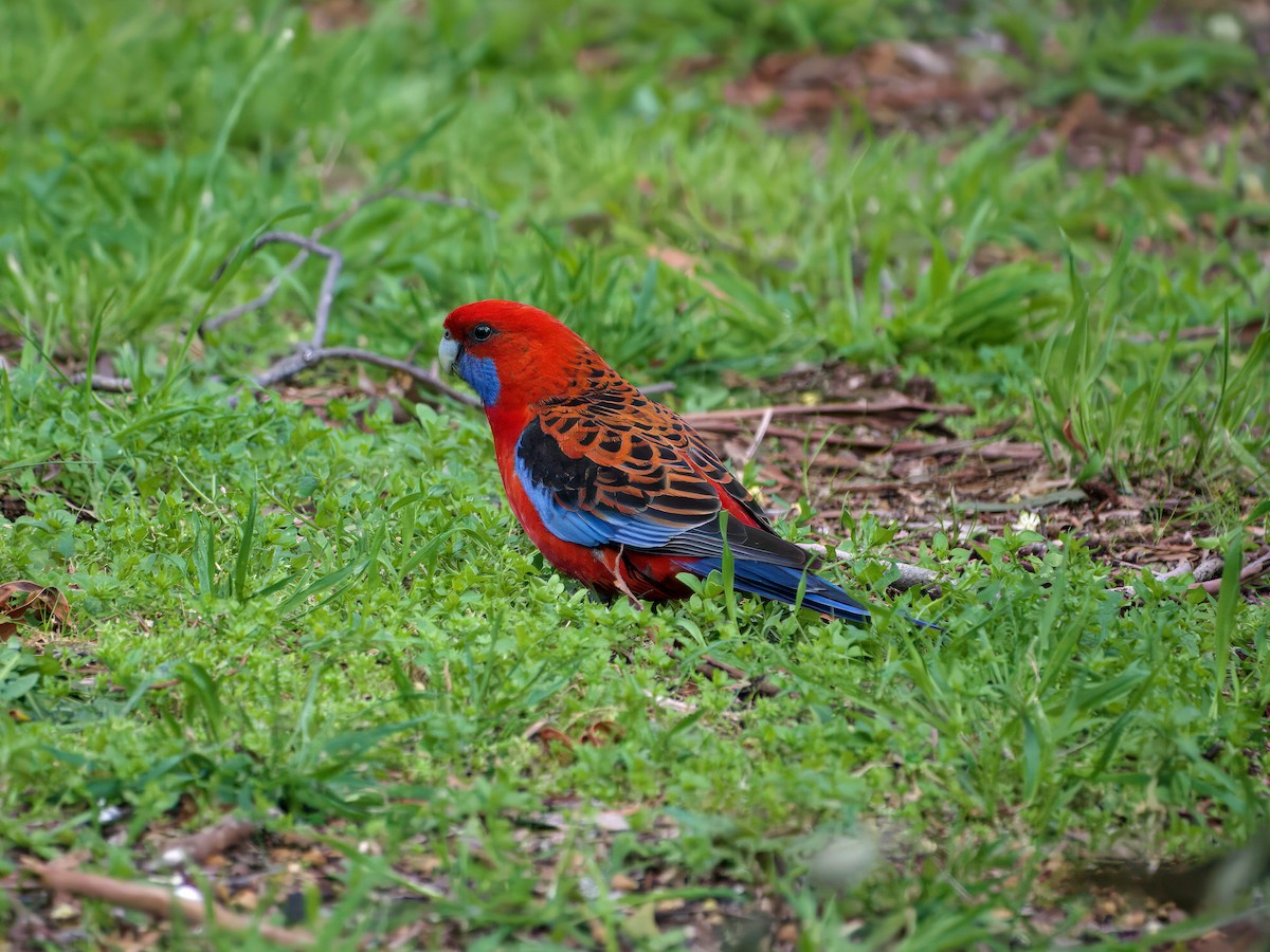 Crimson Rosella - ML643460876