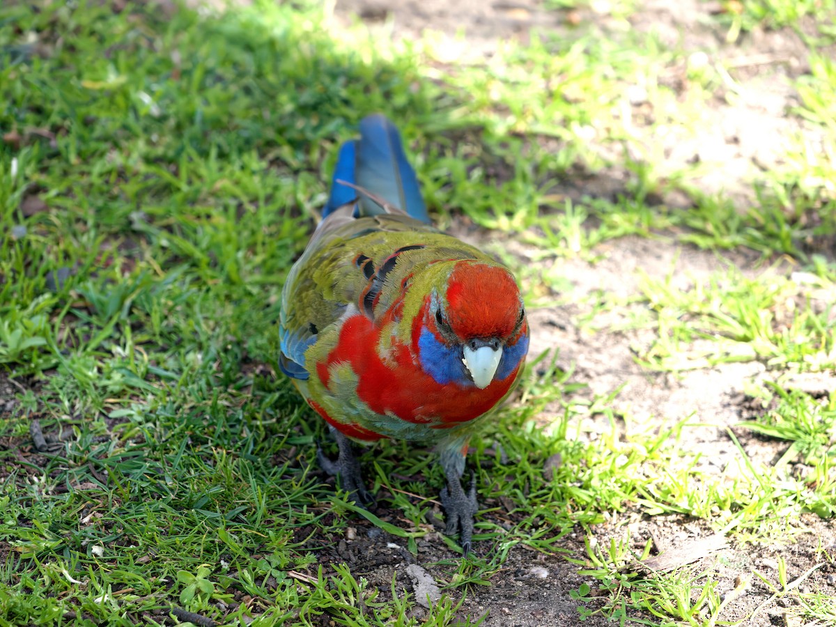 Crimson Rosella - ML643460877