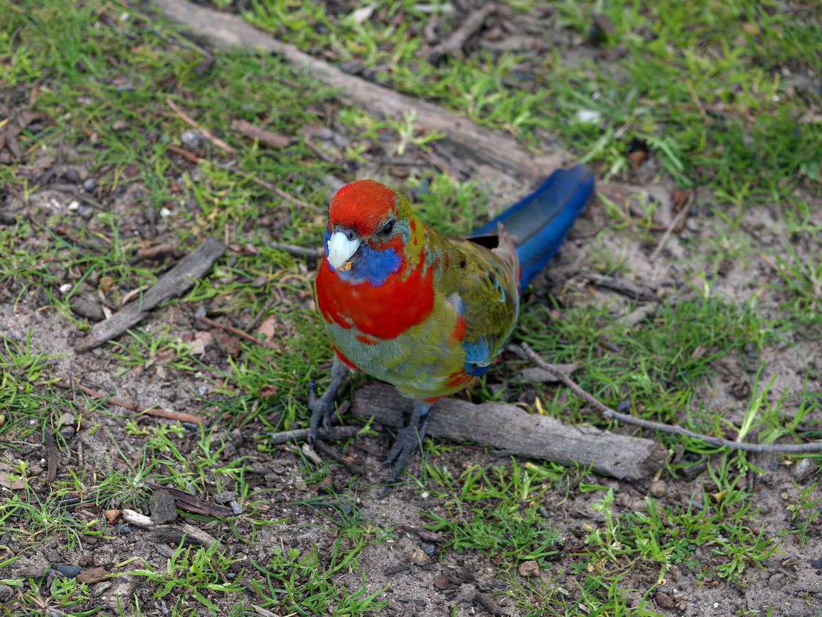 Crimson Rosella - ML643460878