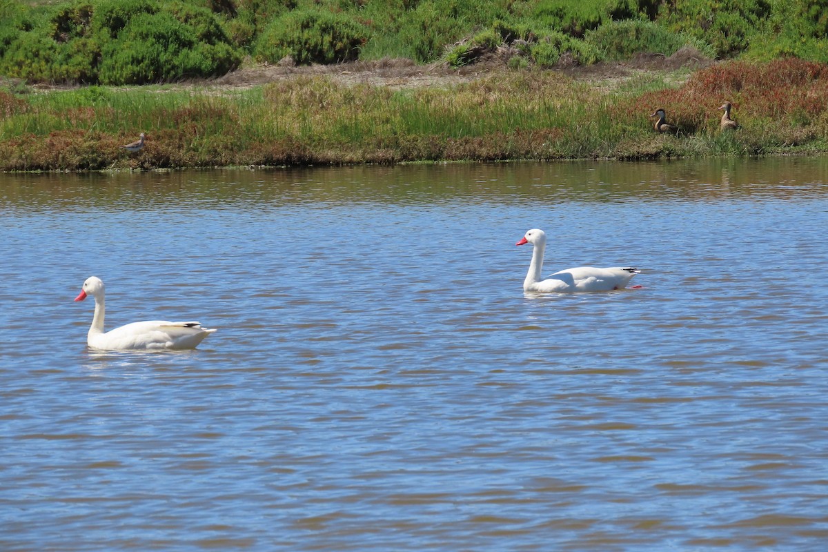 Coscoroba Swan - ML643460893