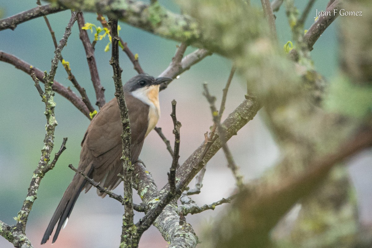 Dark-billed Cuckoo - ML643460895