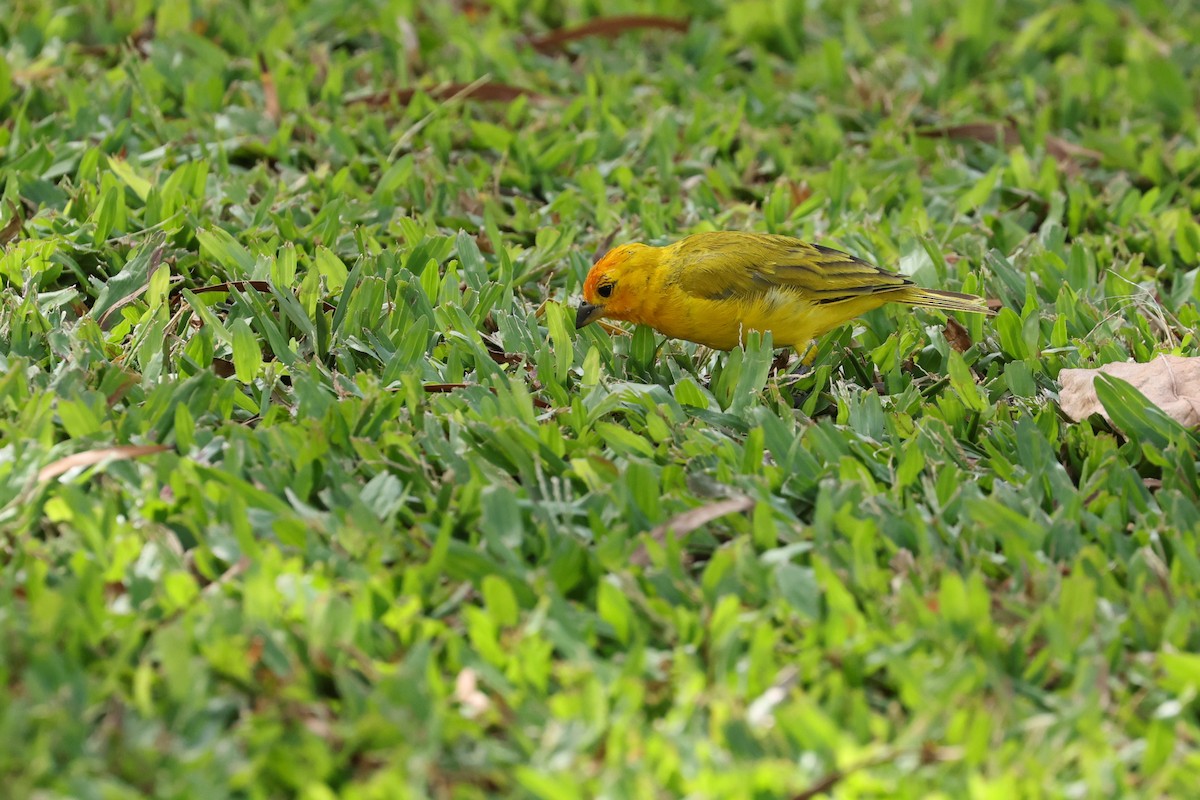 Saffron Finch - ML643460900