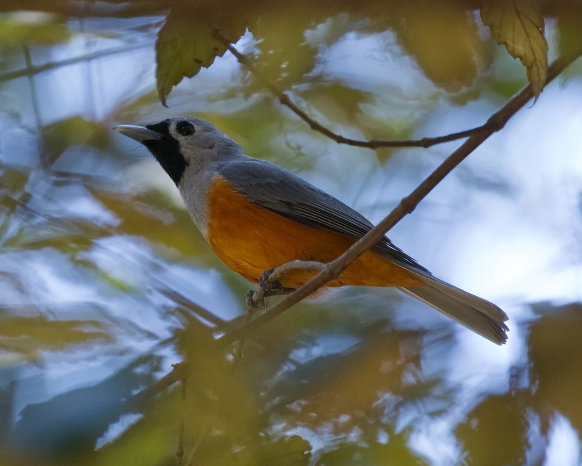 Black-faced Monarch - ML643460906